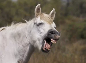 Lachend paard